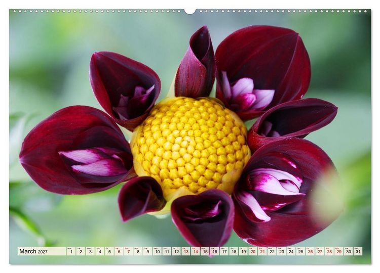 Produktbild: Fascinating Dahlias (High Quality Premium Wall Calendar 2027 DIN A2 landscape),CALVENDO 12 Month Wall Calendar