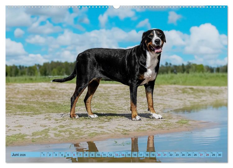 Produktbild: Gro&szlig;e Schweizer - Gigantische Sennenhunde (hochwertiger Premium Wandkalender 2026 DIN A2 quer), Kunstdruck in Hochglanz