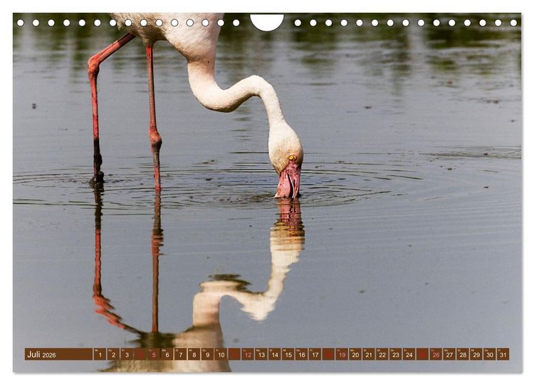 Produktbild: Die Vogelwelt der Camargue (Wandkalender 2026 DIN A4 quer), CALVENDO Monatskalender