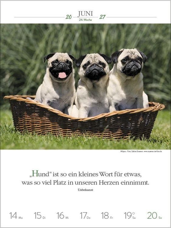 Produktbild: Literaturkalender Hunde 2027