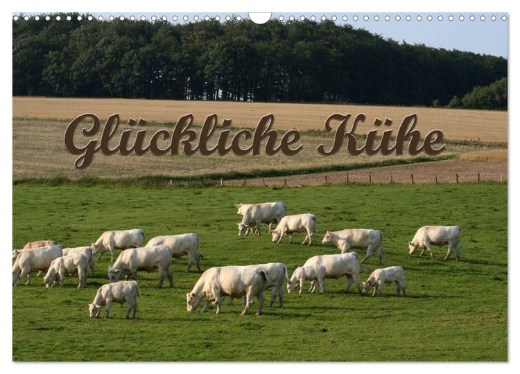 Produktbild: Gl&uuml;ckliche K&uuml;he (Wandkalender 2026 DIN A3 quer), CALVENDO Monatskalender