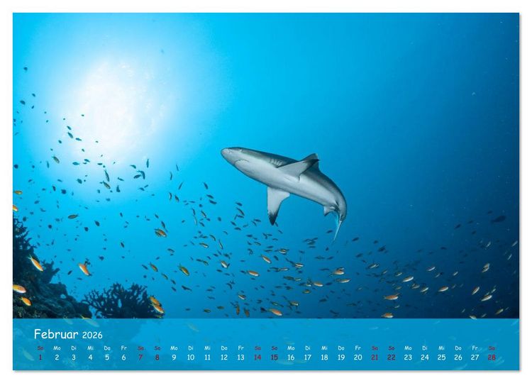 Produktbild: Faszinierende Meereswelt der Malediven (Wandkalender 2026 DIN A4 quer), CALVENDO Monatskalender