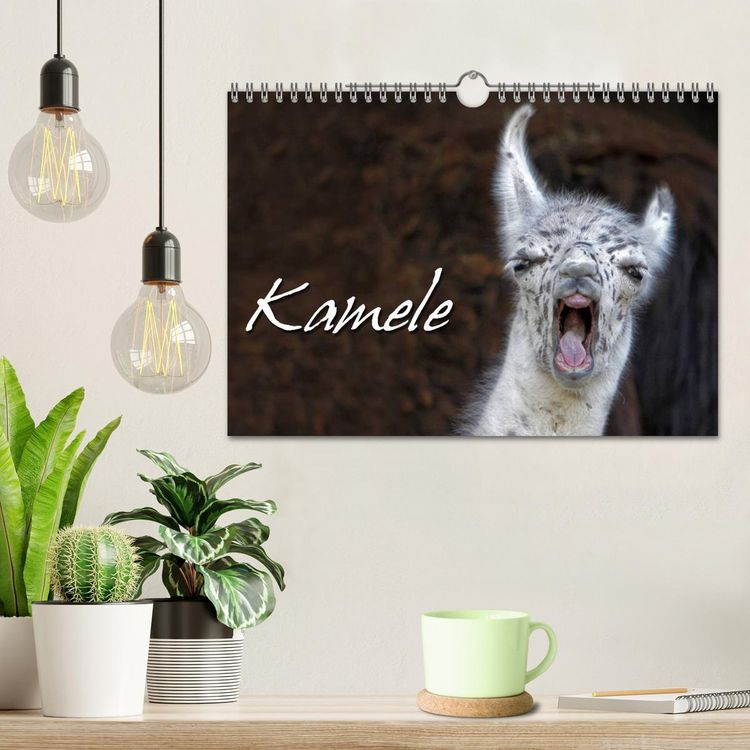 Produktbild: Kamele (Wandkalender 2026 DIN A4 quer), CALVENDO Monatskalender