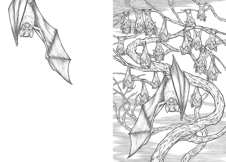 Produktbild: Goth Colouring Bk Pb