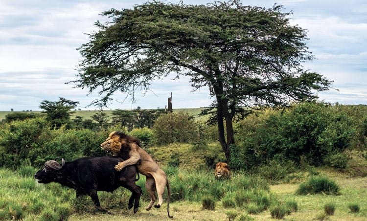 Produktbild: Die Seele Afrikas