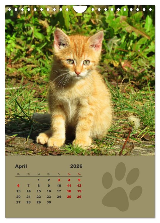 Produktbild: Wilde T&auml;tzchen, kleine wilde Katzen entdecken die Welt (Wandkalender 2026 DIN A4 hoch), CALVENDO Monatskalender