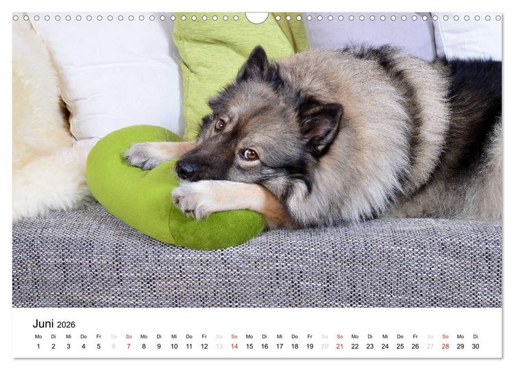 Produktbild: Der Wolfsspitz (Wandkalender 2026 DIN A3 quer), CALVENDO Monatskalender