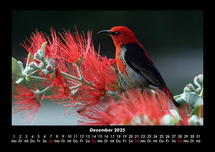 Produktbild: Vogelparadies 2025 Fotokalender DIN A3