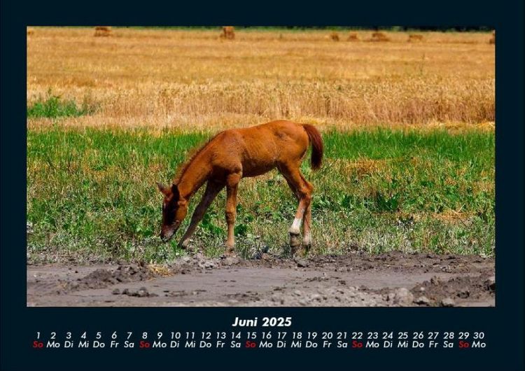 Produktbild: Pferdegefl&uuml;ster 2025 Fotokalender DIN A4