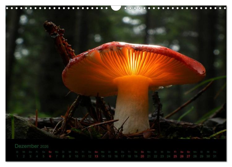 Produktbild: Im Reich der Pilze (Wandkalender 2026 DIN A3 quer), CALVENDO Monatskalender
