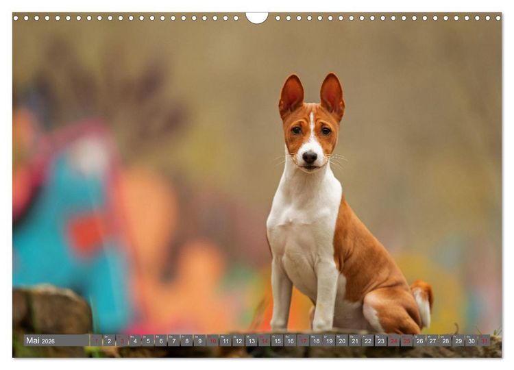 Produktbild: Der Basenji (Wandkalender 2026 DIN A3 quer), CALVENDO Monatskalender