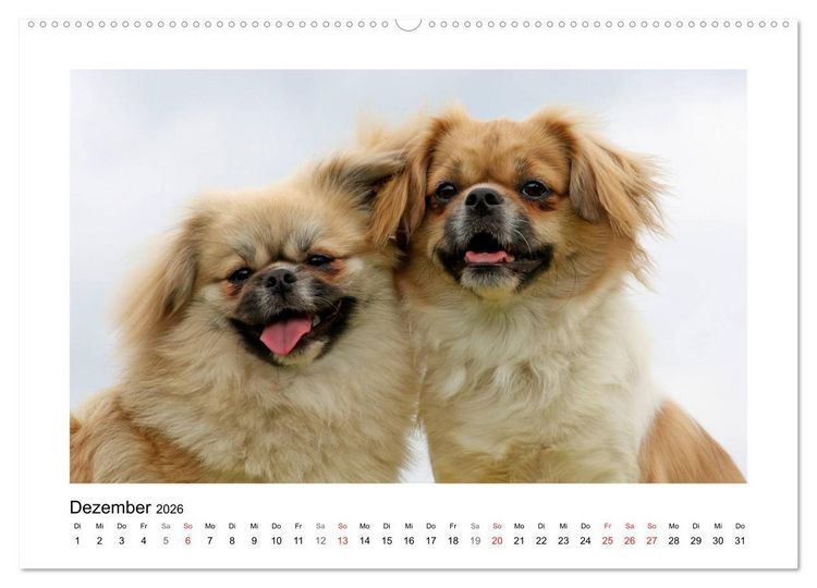 Produktbild: Tibet-Spaniel (Wandkalender 2026 DIN A2 quer), CALVENDO Monatskalender