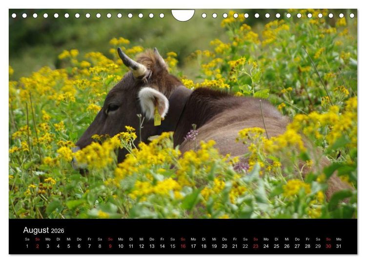 Produktbild: Gl&uuml;ckliches Rindvieh 2026 (Wandkalender 2026 DIN A4 quer), CALVENDO Monatskalender