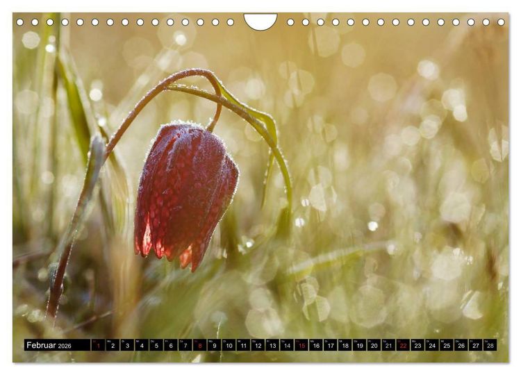 Produktbild: Die Schachbrettblume (Wandkalender 2026 DIN A4 quer), CALVENDO Monatskalender