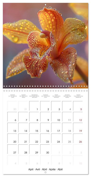 Produktbild: colorful orchid family planner (Wall Calendar 2026 12 &times; 12 Inch) CALVENDO 12 Month Wall Calendar