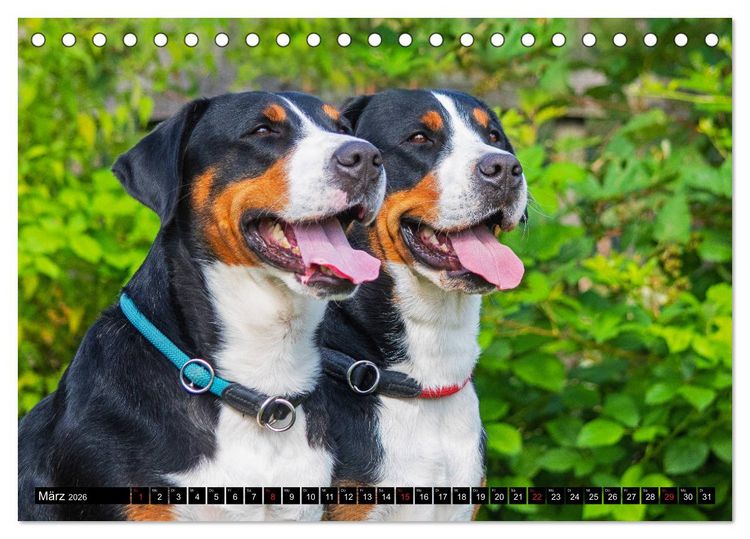 Produktbild: Ein Hund zum Verlieben - Gro&szlig;er Schweizer Sennenhund (Tischkalender 2026 DIN A5 quer), CALVENDO Monatskalender