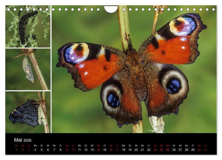 Produktbild: Schmetterlinge - Wunder der Verwandlung (Wandkalender 2026 DIN A4 quer), CALVENDO Monatskalender