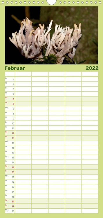 Produktbild: Familienplaner Pilze, Pilze (Wandkalender 2022 , 21 cm x 45 cm, hoch)