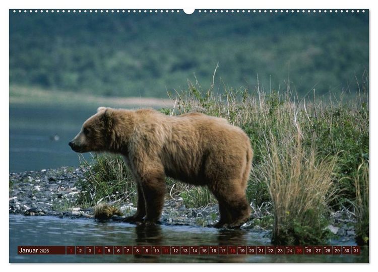 Produktbild: B&auml;ren. Unterwegs mit Meister Petz (Wandkalender 2026 DIN A2 quer), CALVENDO Monatskalender