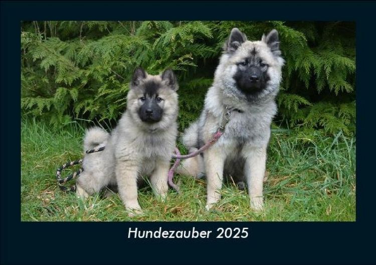 Produktbild: Hundezauber 2025 Fotokalender DIN A5