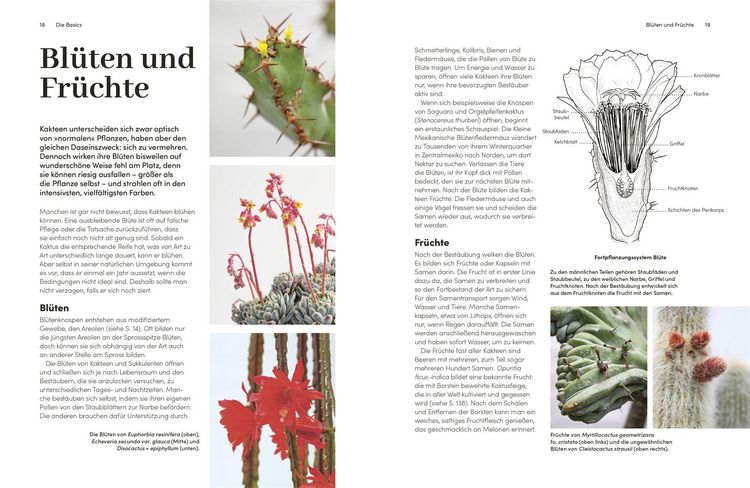 Produktbild: Kakteen und Sukkulenten