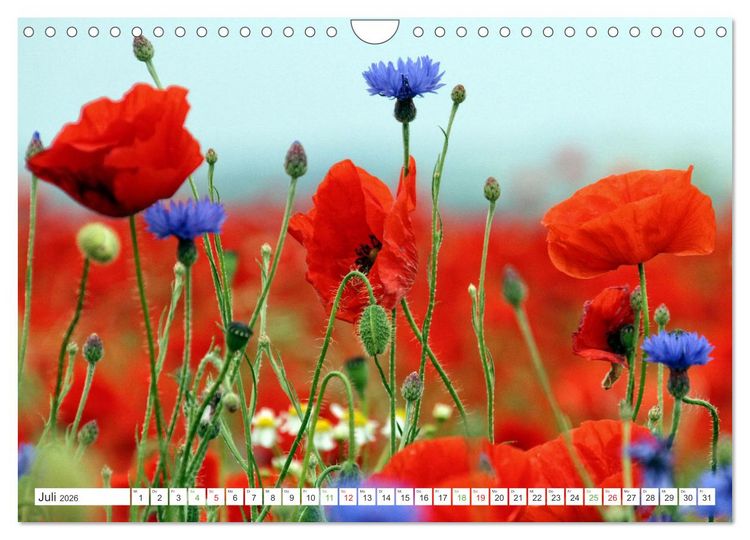 Produktbild: Mein buntes Mecklenburg (Wandkalender 2026 DIN A4 quer), CALVENDO Monatskalender