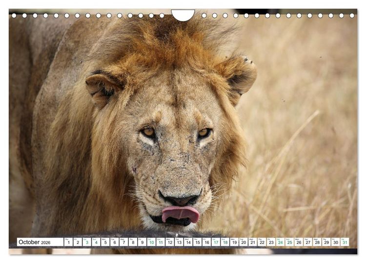 Produktbild: Simba Masai Mara Kenya Africa (Wall Calendar 2026 DIN A4 landscape), CALVENDO 12 Month Wall Calendar