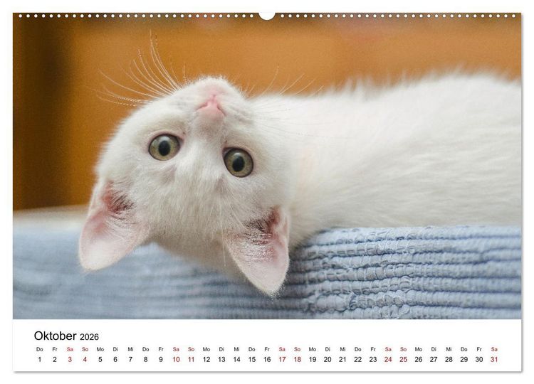 Produktbild: Katzenbabys (Wandkalender 2026 DIN A2 quer), CALVENDO Monatskalender