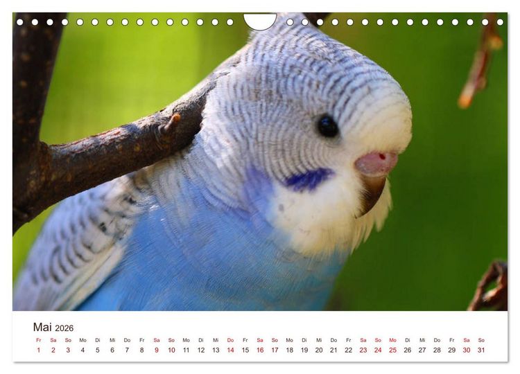 Produktbild: Wellensittiche - der NEUE Kalender (Wandkalender 2026 DIN A4 quer), CALVENDO Monatskalender