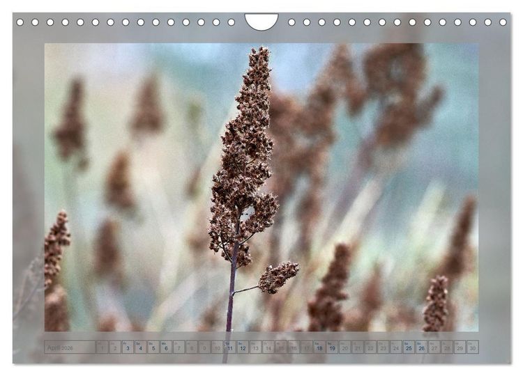 Produktbild: Verbl&uuml;hte Sch&ouml;nheiten (Wandkalender 2026 DIN A4 quer), CALVENDO Monatskalender
