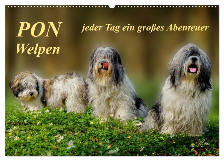 Produktbild: PON - Welpen, jeder Tag ein gro&szlig;es Abenteuer (Wandkalender 2026 DIN A2 quer), CALVENDO Monatskalender