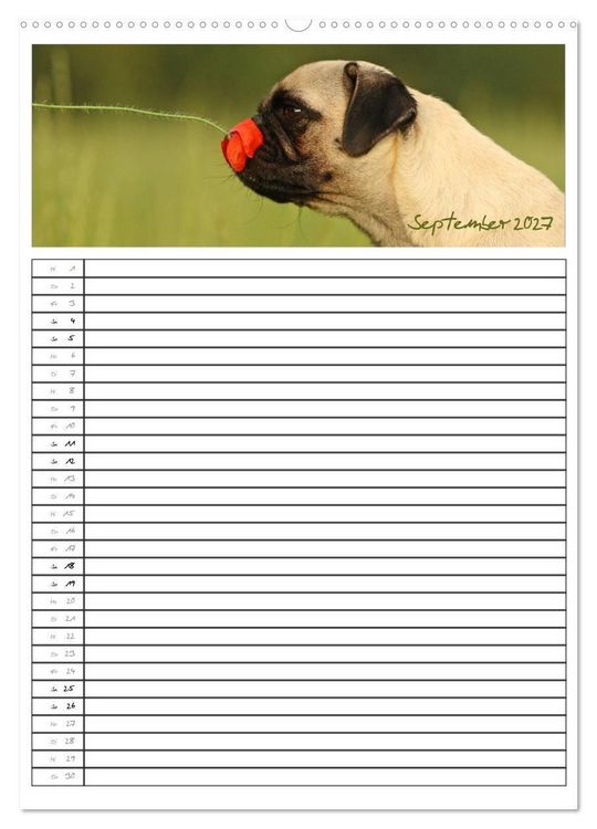 Produktbild: Der mopsige Familienplaner (Wandkalender 2027 DIN A2 hoch), CALVENDO Monatskalender