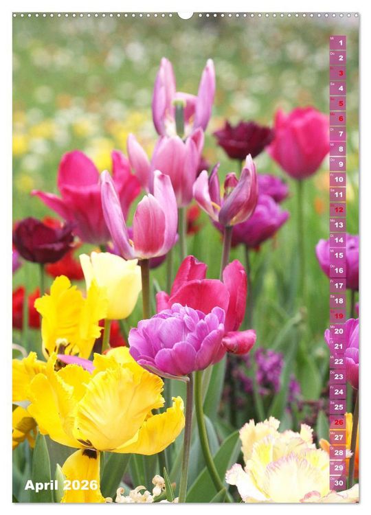 Produktbild: Bunte Tulpenpracht (hochwertiger Premium Wandkalender 2026 DIN A2 hoch), Kunstdruck in Hochglanz