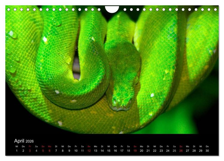 Produktbild: Reptilien & Co. (Wandkalender 2026 DIN A4 quer), CALVENDO Monatskalender