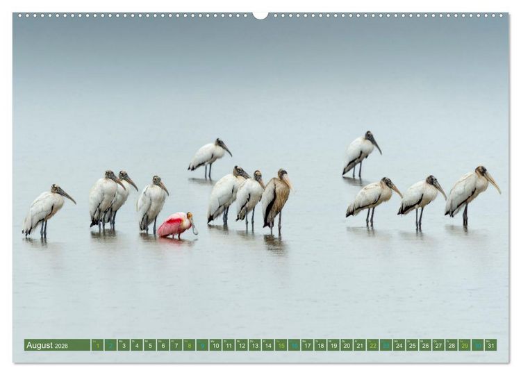 Produktbild: Waldstorch und Anhinga (hochwertiger Premium Wandkalender 2026 DIN A2 quer), Kunstdruck in Hochglanz