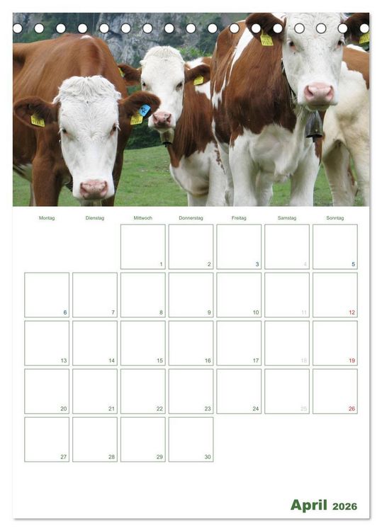 Produktbild: Kuhle K&uuml;he 2026 (Tischkalender 2026 DIN A5 hoch), CALVENDO Monatskalender