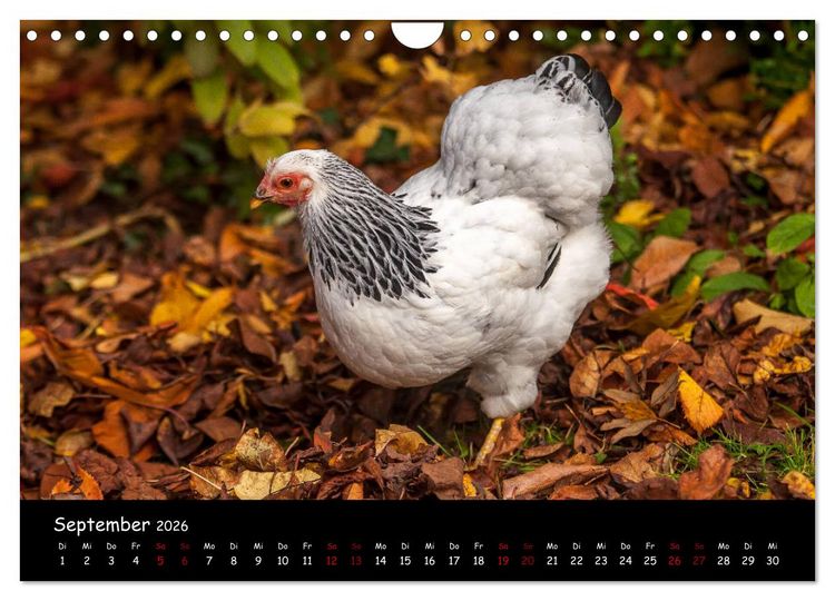 Produktbild: Neues von den Gartenh&uuml;hnern (Wandkalender 2026 DIN A4 quer), CALVENDO Monatskalender