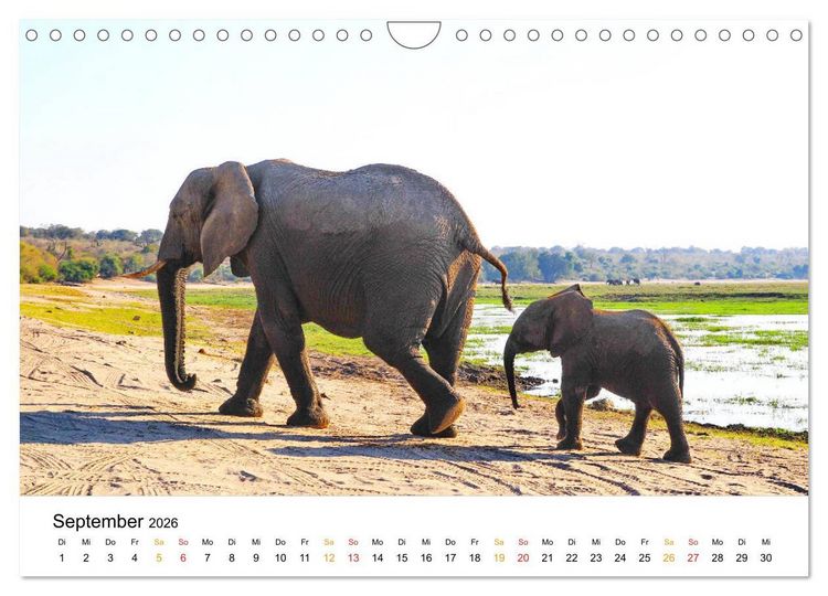 Produktbild: Elefanten Impressionen (Wandkalender 2026 DIN A4 quer), CALVENDO Monatskalender