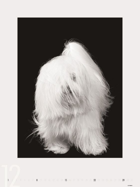 Produktbild: Dogs 2013 - Ruth Marcus