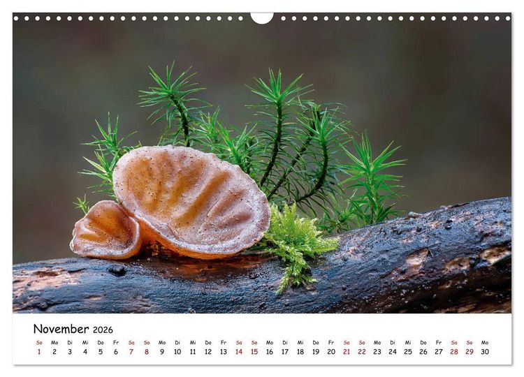 Produktbild: Pilzgalerie - Die bunte Welt der Baumpilze (Wandkalender 2026 DIN A3 quer), CALVENDO Monatskalender