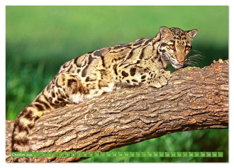 Produktbild: Raubkatzen: Geschmeidige J&auml;ger (hochwertiger Premium Wandkalender 2026 DIN A2 quer), Kunstdruck in Hochglanz