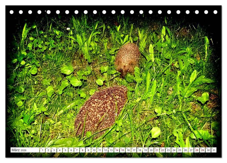 Produktbild: Mein Haus-Igel (Tischkalender 2026 DIN A5 quer), CALVENDO Monatskalender