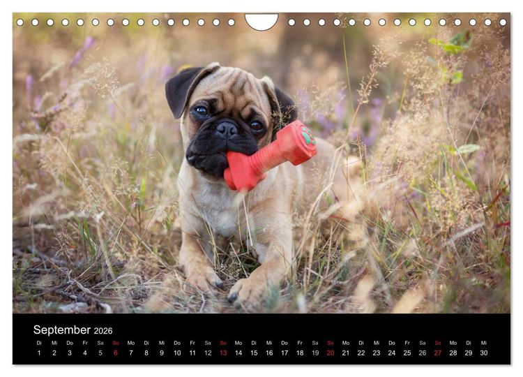 Produktbild: Berliner M&ouml;pse (Wandkalender 2026 DIN A4 quer), CALVENDO Monatskalender