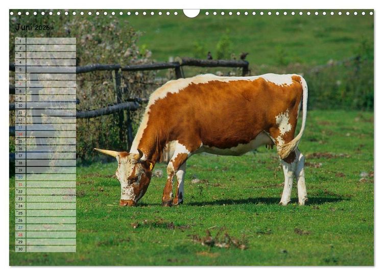 Produktbild: Rinder auf dem Lande (Wandkalender 2026 DIN A3 quer), CALVENDO Monatskalender