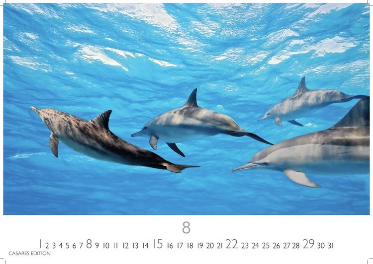 Produktbild: Wale und Delfine Kalender 2027 &ndash; Wandkalender | Fotokalender Tierkalender 35x50cm Grosses Format - Hochwertige Fotografien von Walen und Delfinen, die jeden Monat begeistern.