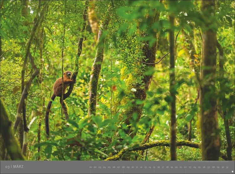 Produktbild: Afrika - Edition Alexander von Humboldt Kalender 2026