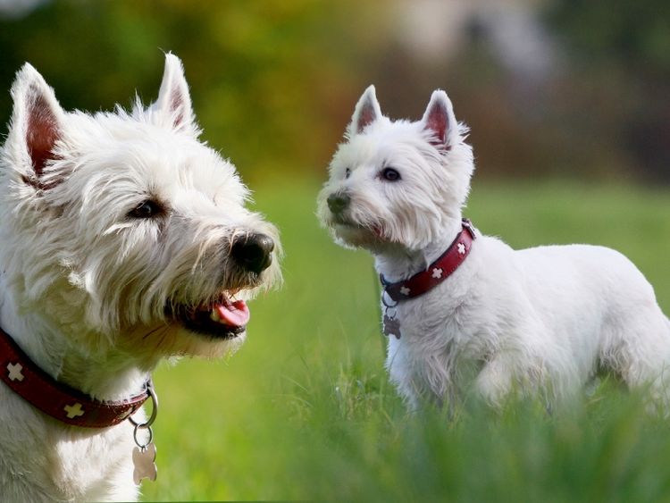 Produktbild: CALVENDO Puzzle West Highland White Terrier | 1000 Teile Lege-Gr&ouml;&szlig;e 64x48cm Foto-Puzzle f&uuml;r gl&uuml;ckliche Stunden