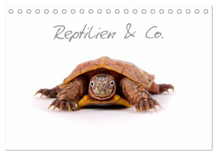 Produktbild: Reptilien & Co. (Tischkalender 2026 DIN A5 quer), CALVENDO Monatskalender