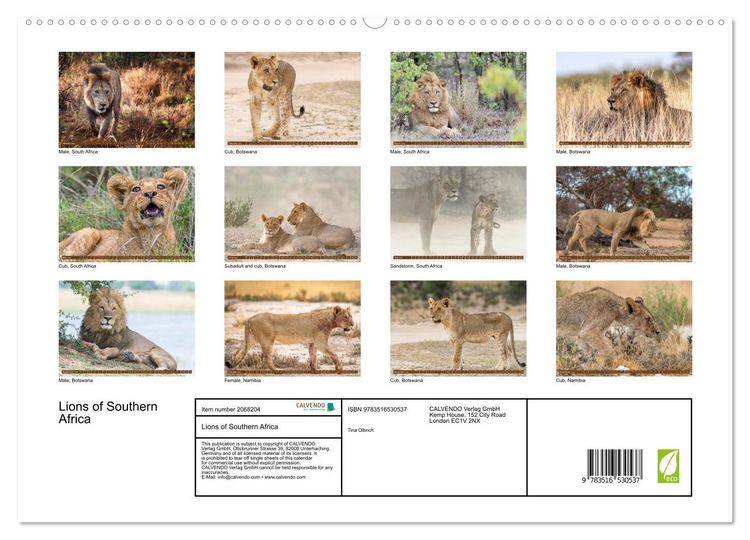 Produktbild: Lions of Southern Africa (High Quality Premium Wall Calendar 2026 DIN A2 landscape),CALVENDO 12 Month Wall Calendar