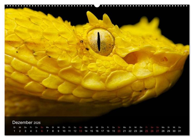 Produktbild: Giftschlangen (hochwertiger Premium Wandkalender 2026 DIN A2 quer), Kunstdruck in Hochglanz